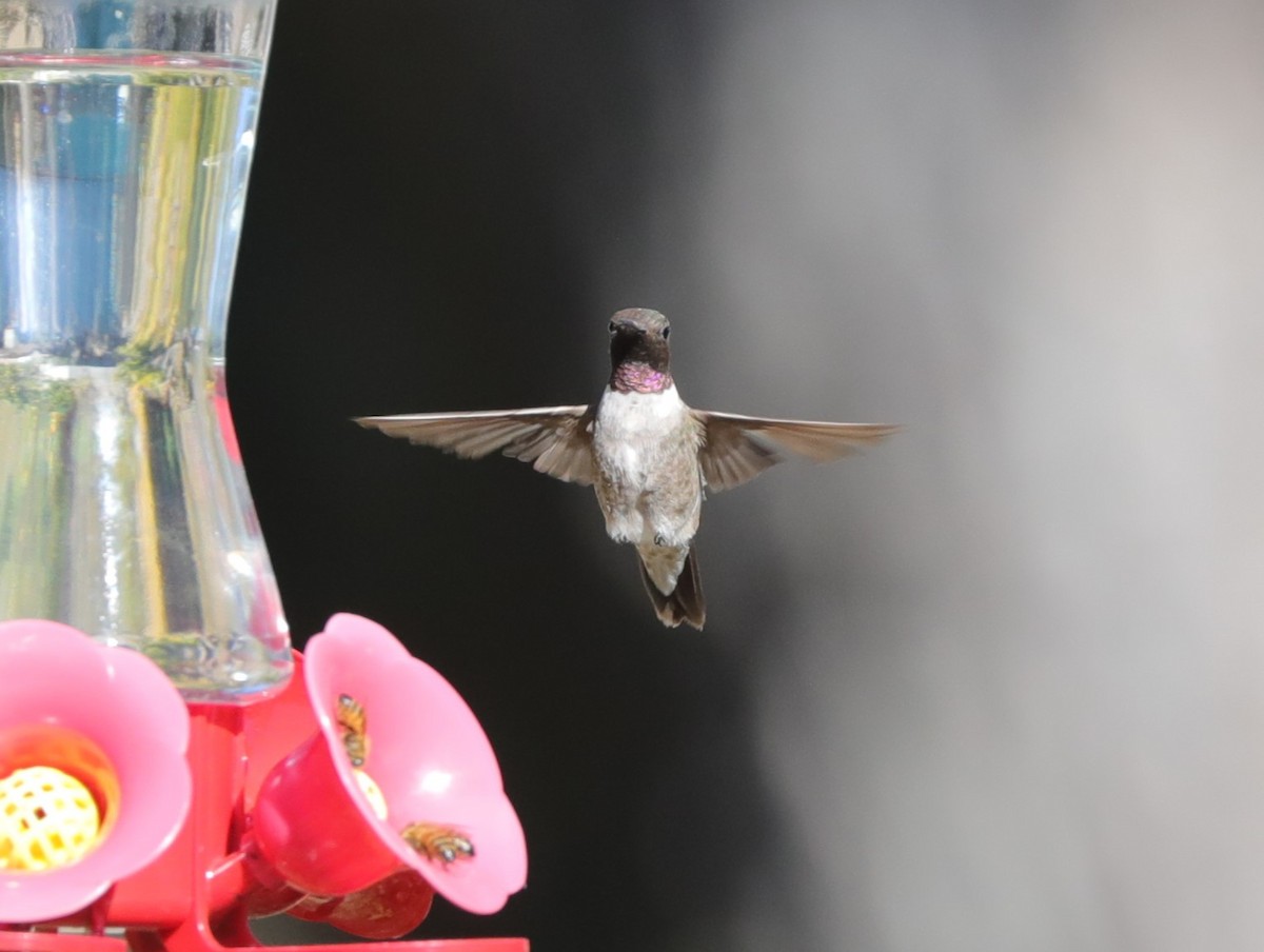 Black-chinned Hummingbird - ML612850937