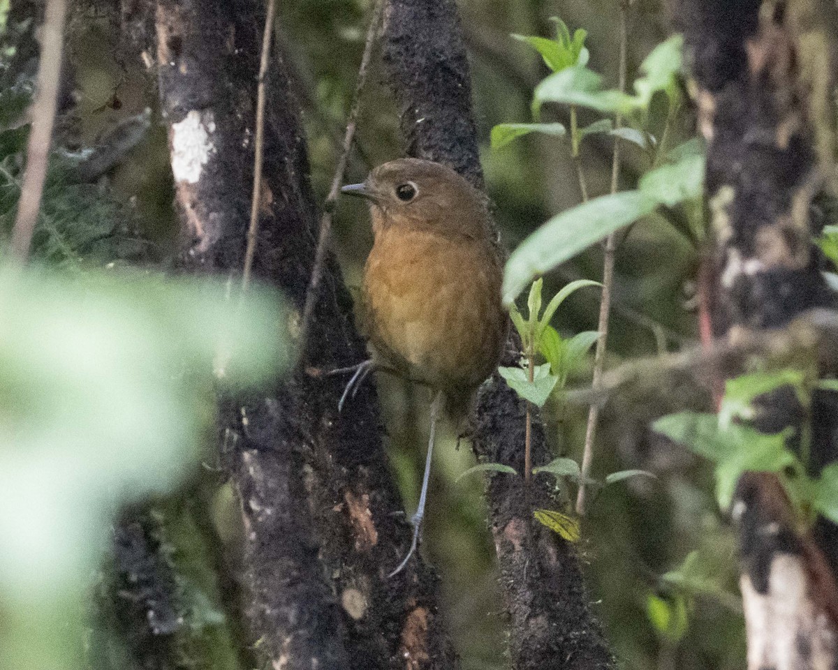 boliviamaurpitta - ML612850942