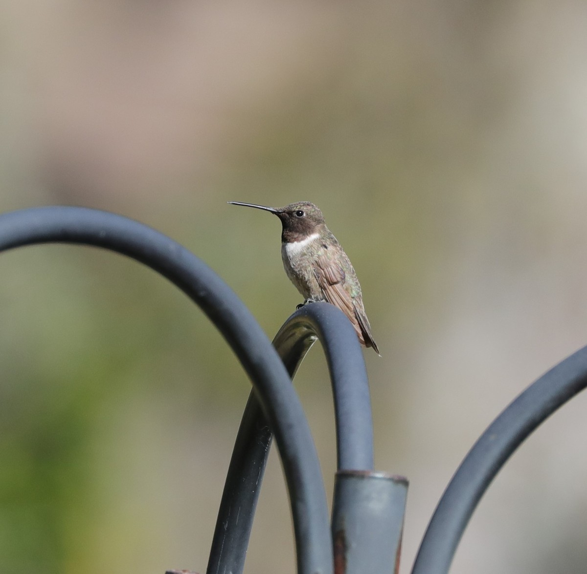 Black-chinned Hummingbird - Laurel Barnhill