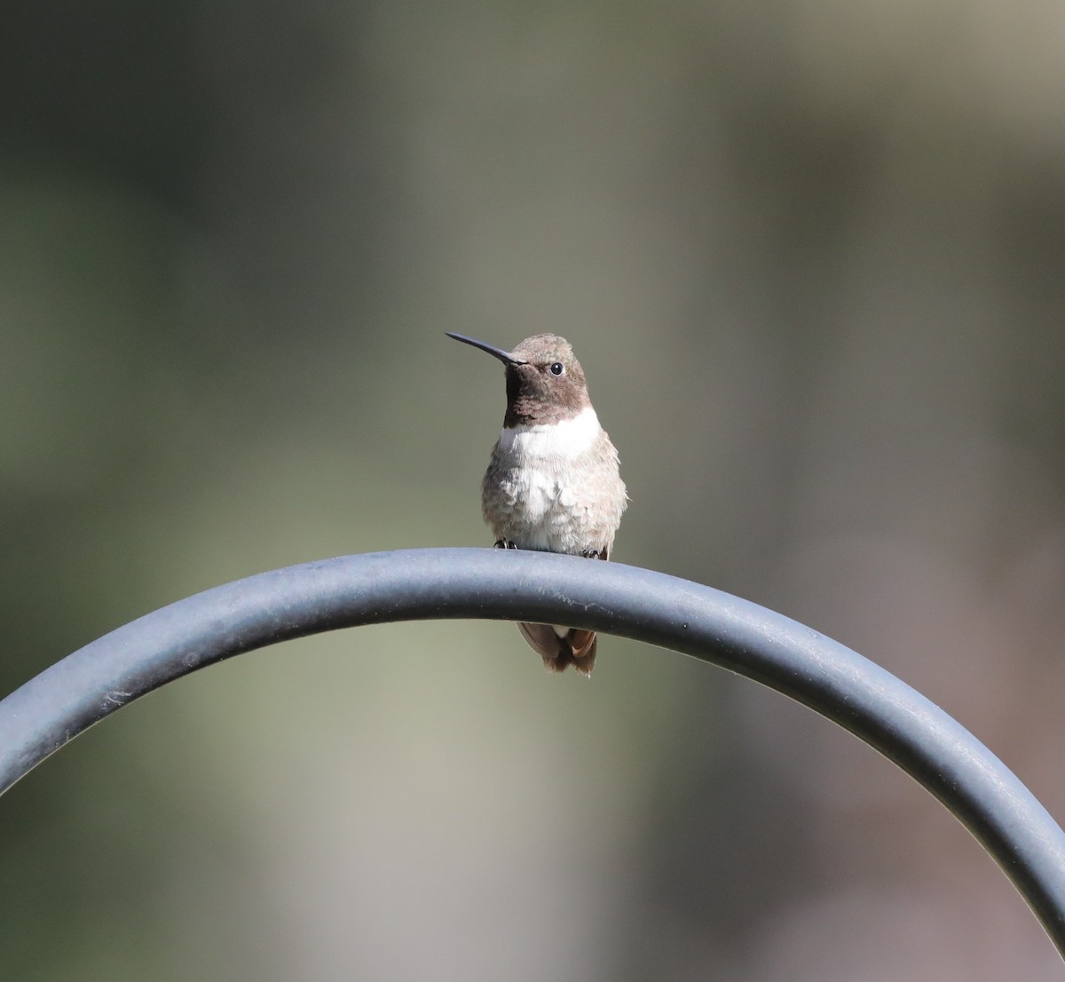 Black-chinned Hummingbird - ML612850950
