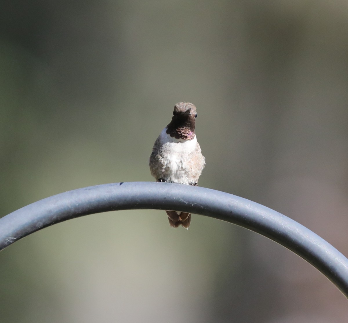 Black-chinned Hummingbird - ML612850957