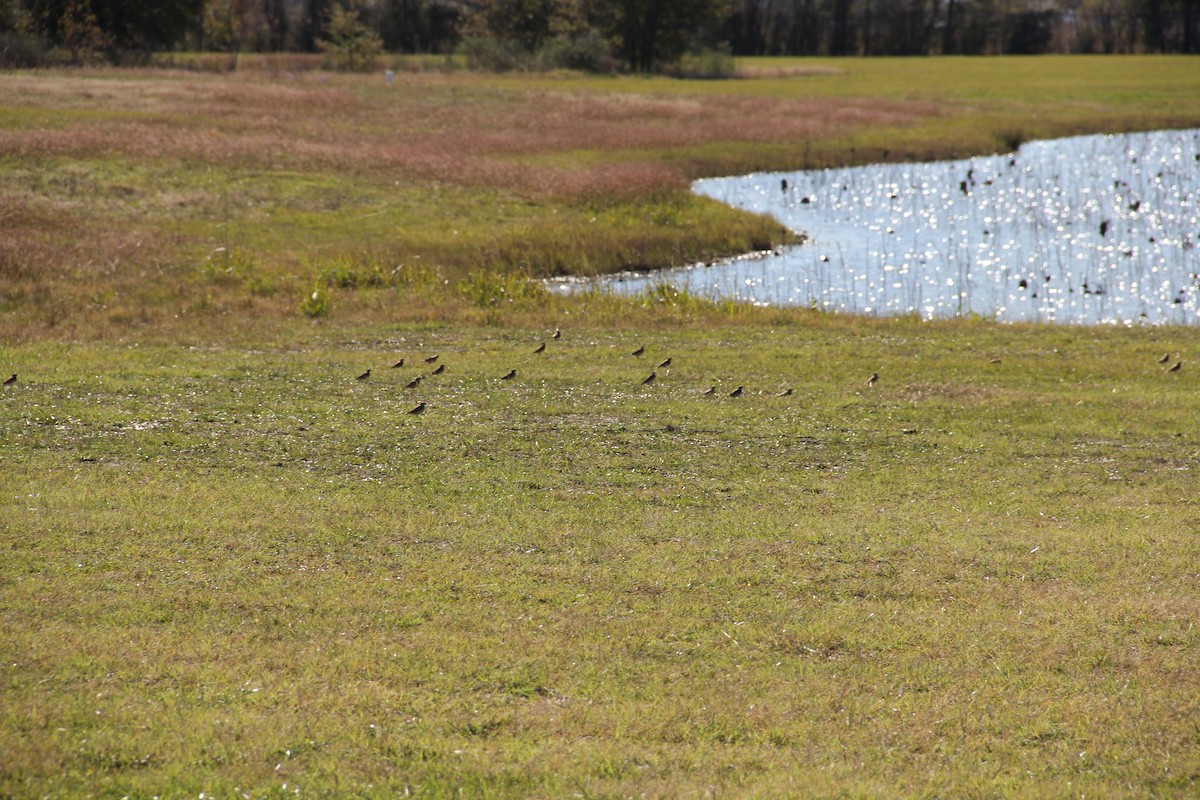 American Pipit - Texas Bird Family