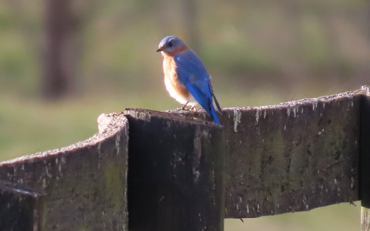 Eastern Bluebird - ML612850998