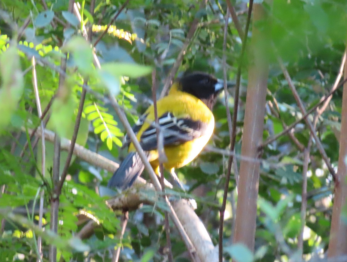 Audubon's Oriole - ML612851157