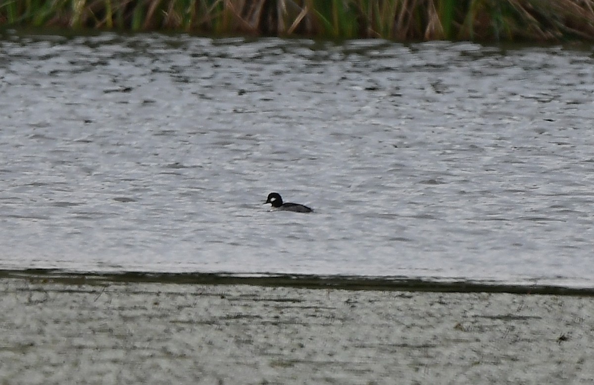 Bufflehead - ML612851238