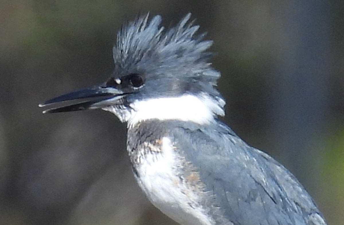 Belted Kingfisher - ML612851274