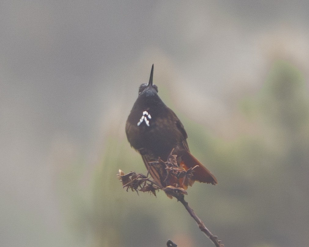kolibřík černokápý - ML612851396
