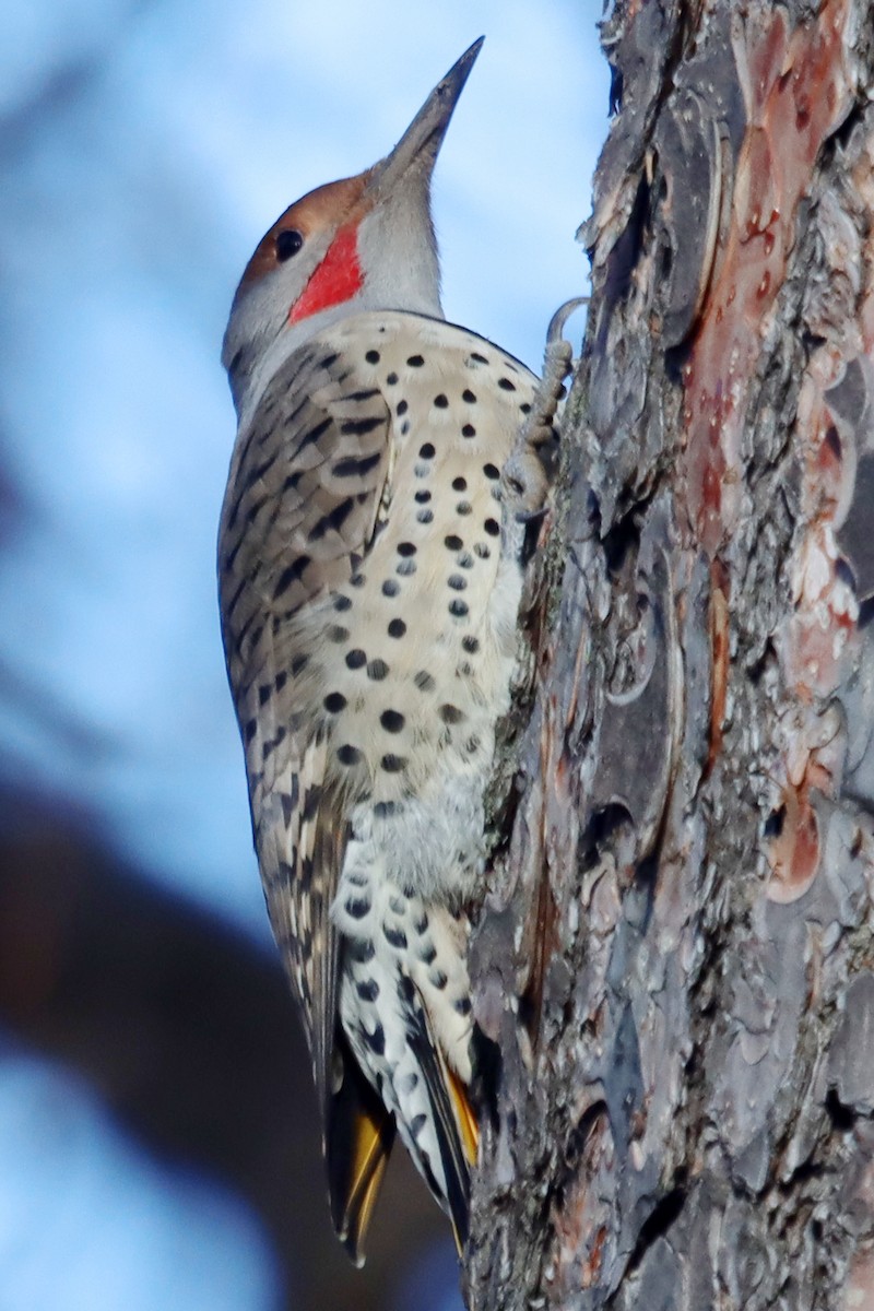 Northern Flicker (Yellow-shafted x Red-shafted) - ML612851401