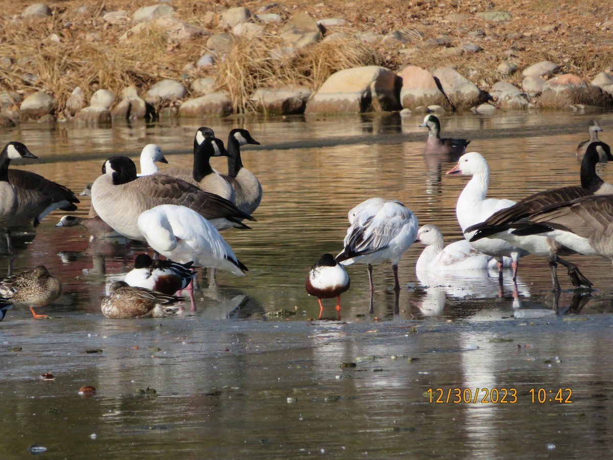 Snow Goose - ML612851438