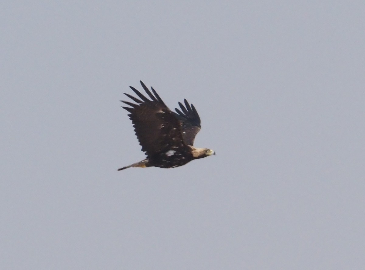 Águila Imperial Oriental - ML612851473