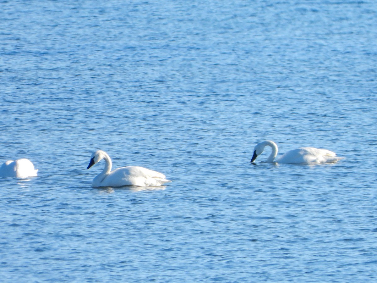 Tundra Swan - Samuel Burckhardt