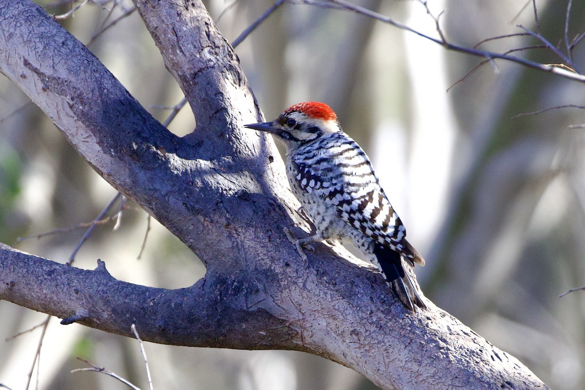 Ladder-backed Woodpecker - ML612851674