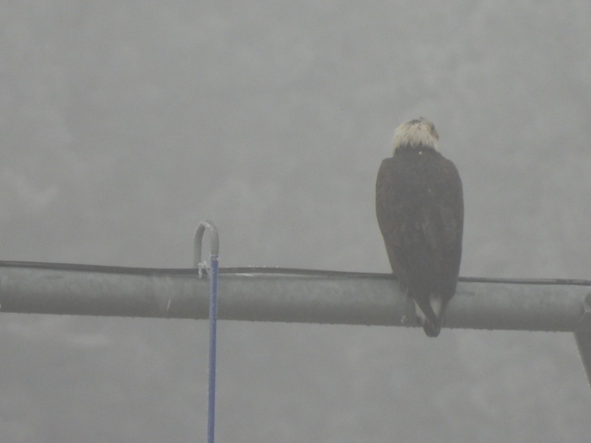 Bald Eagle - Shelly Windett