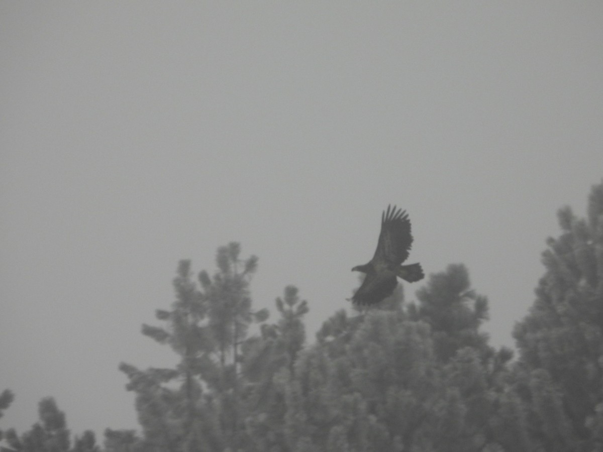 Bald Eagle - Shelly Windett