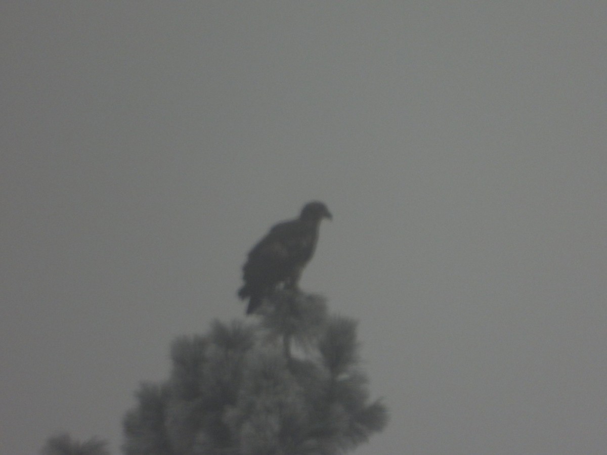 Bald Eagle - Shelly Windett