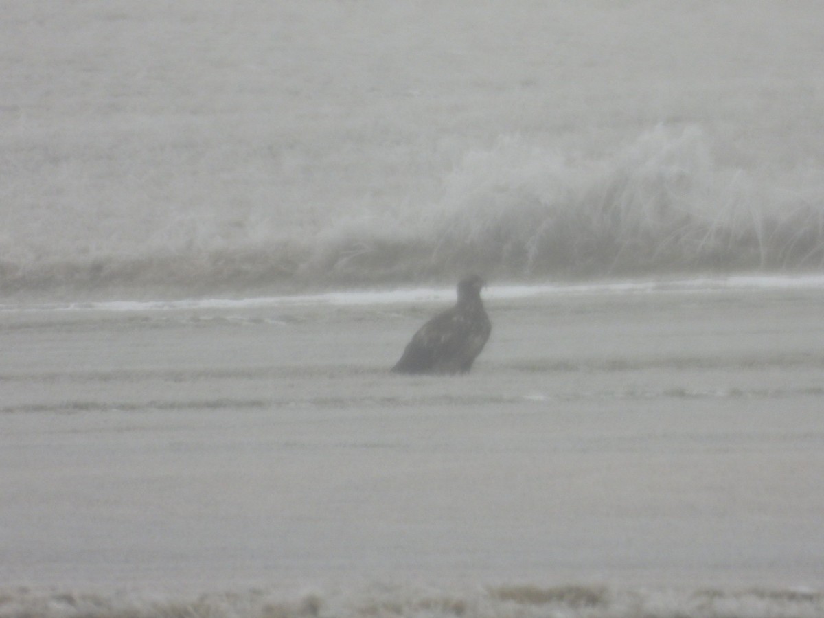 Bald Eagle - Shelly Windett