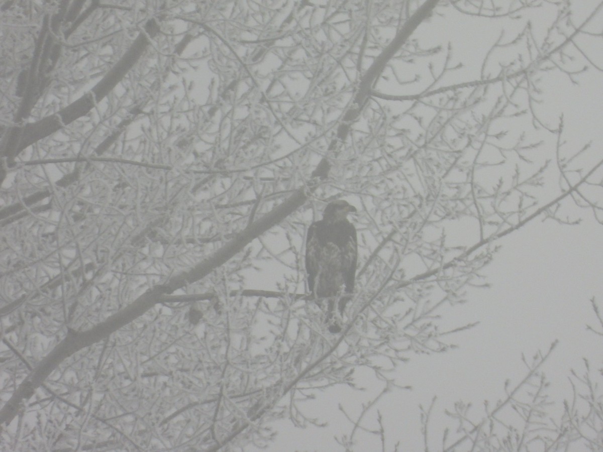 Bald Eagle - ML612851761