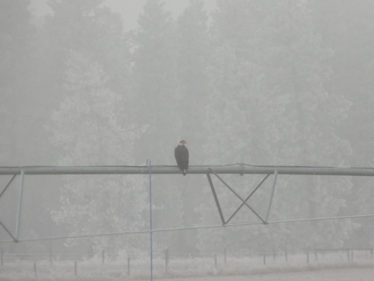 Weißkopf-Seeadler - ML612851762