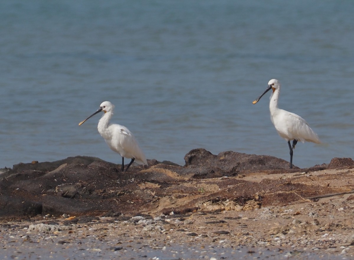 Eurasian Spoonbill - Stephan Lorenz