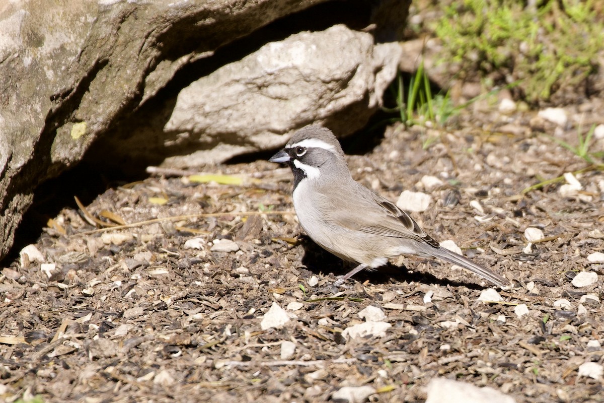 Black-throated Sparrow - ML612851899