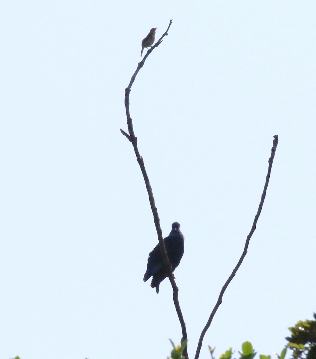 Madagascar Blue-Pigeon - Sandy Vorpahl