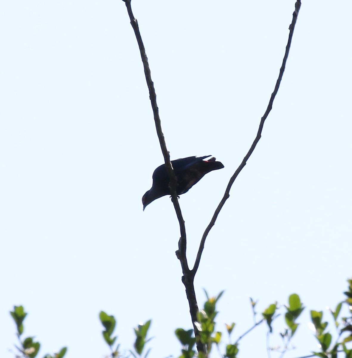 Madagascar Blue-Pigeon - ML612851915