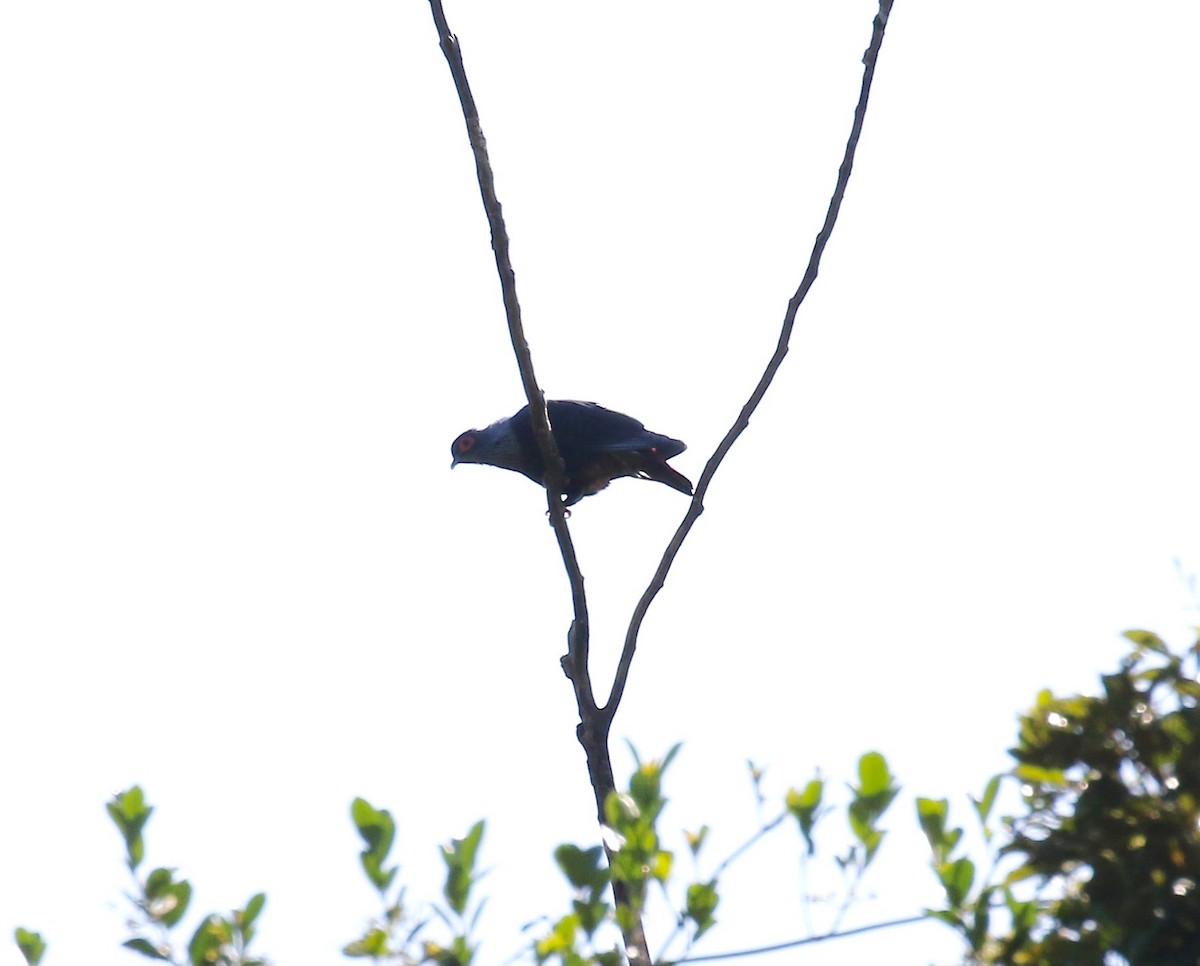 Madagascar Blue-Pigeon - ML612851918