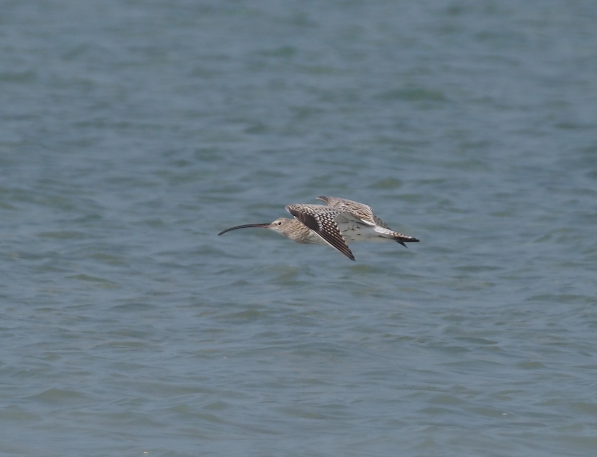 Eurasian Curlew - ML612851925