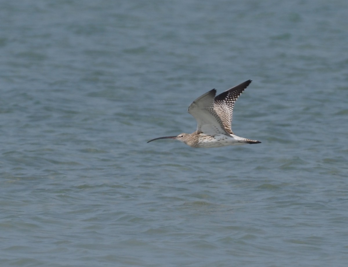 Eurasian Curlew - ML612851938