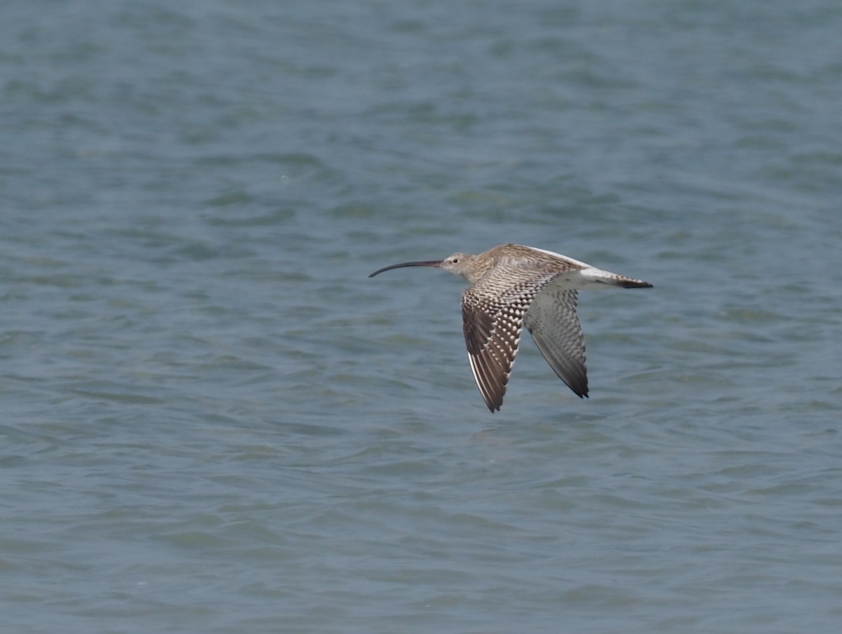 Eurasian Curlew - ML612851952