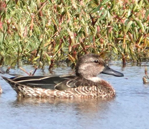 Blue-winged Teal - ML612851953