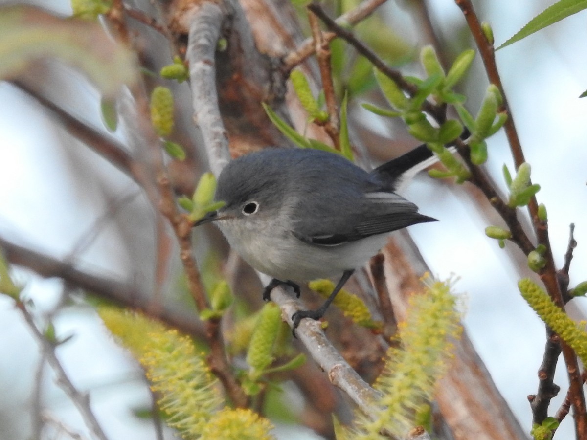 Blue-gray Gnatcatcher - ML612852116