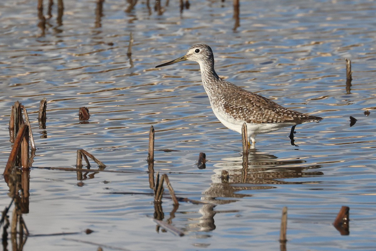 Greater Yellowlegs - ML612852155