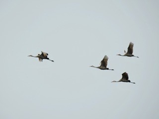 Sandhill Crane - ML612852193