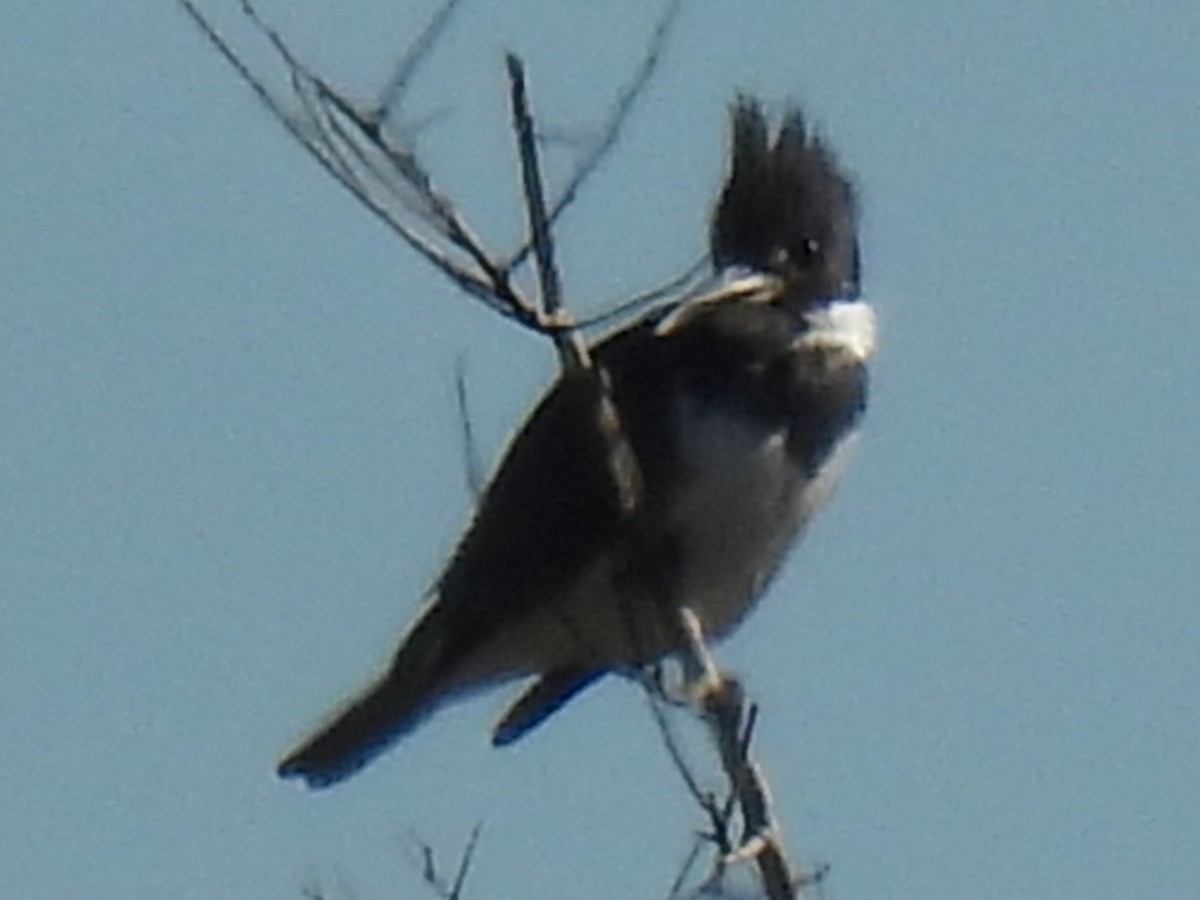 Belted Kingfisher - ML612852272
