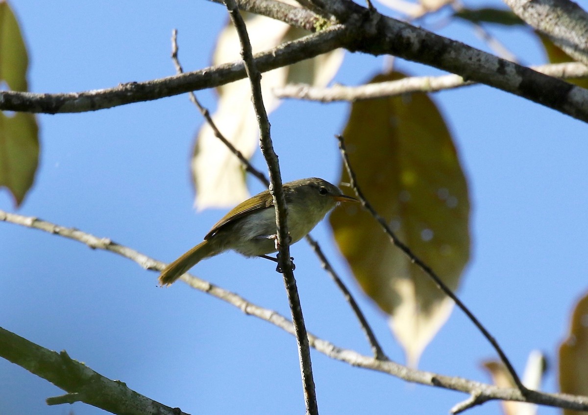 Cryptic Warbler - Sandy Vorpahl