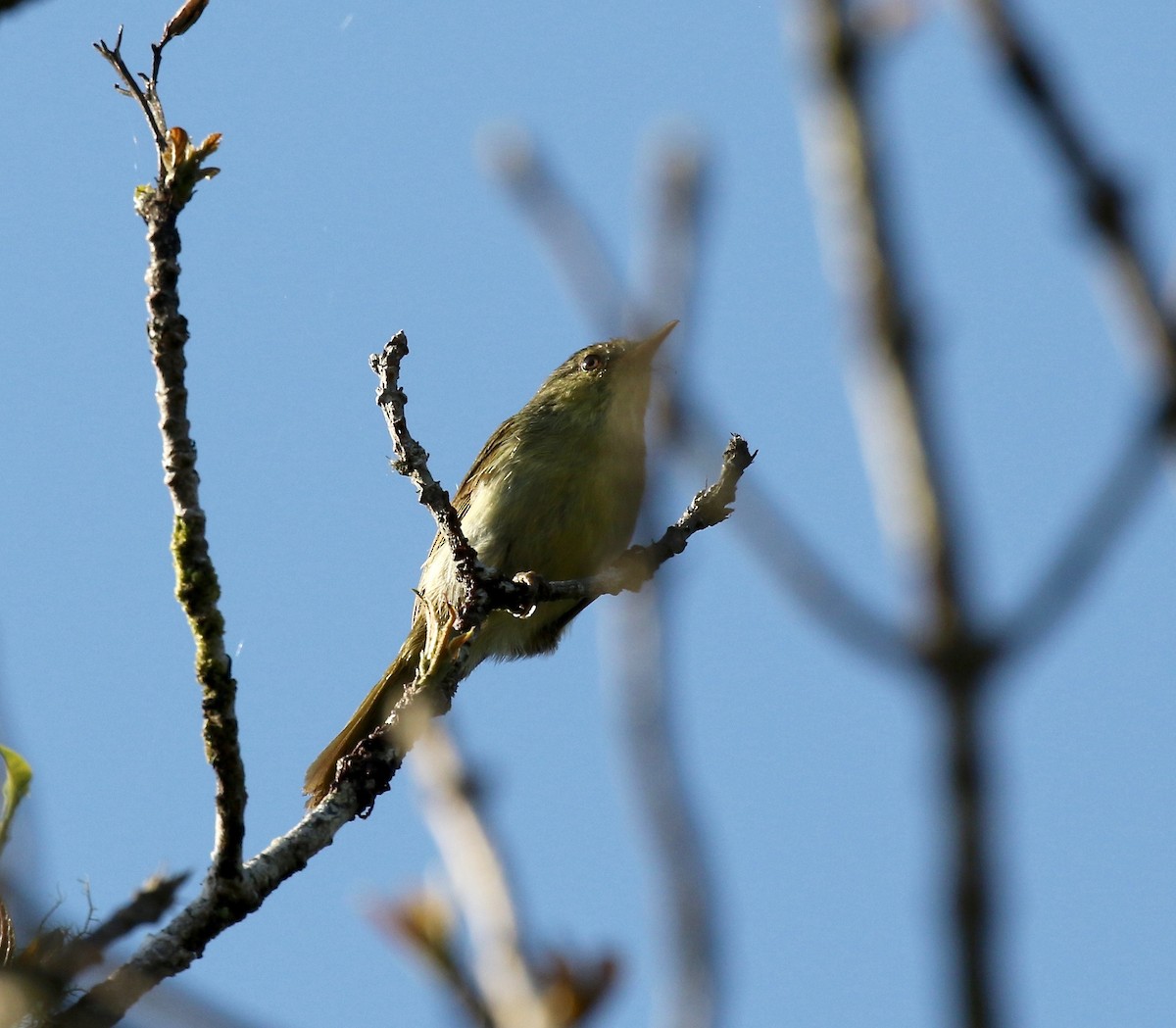 Cryptic Warbler - Sandy Vorpahl