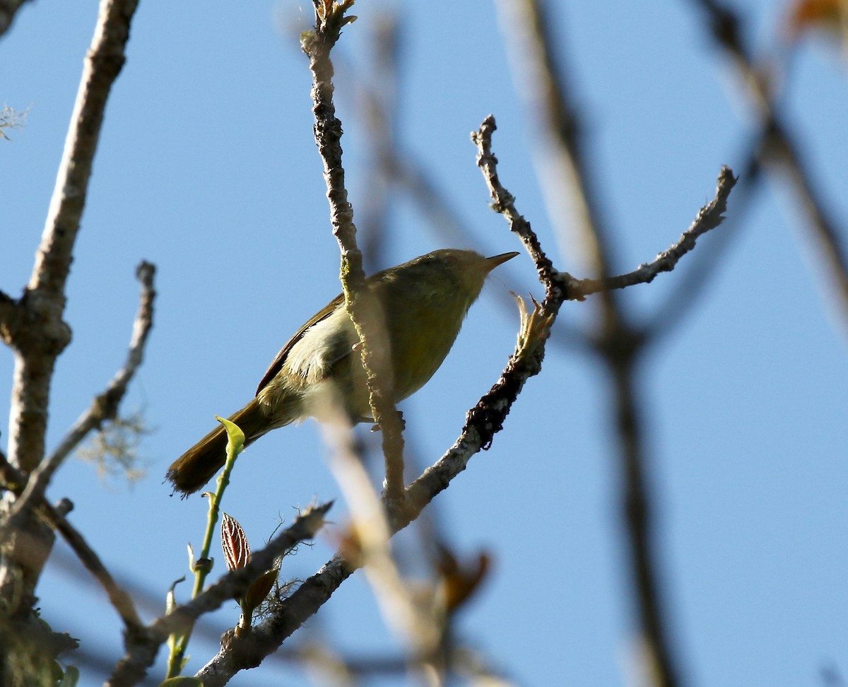 Cryptic Warbler - Sandy Vorpahl