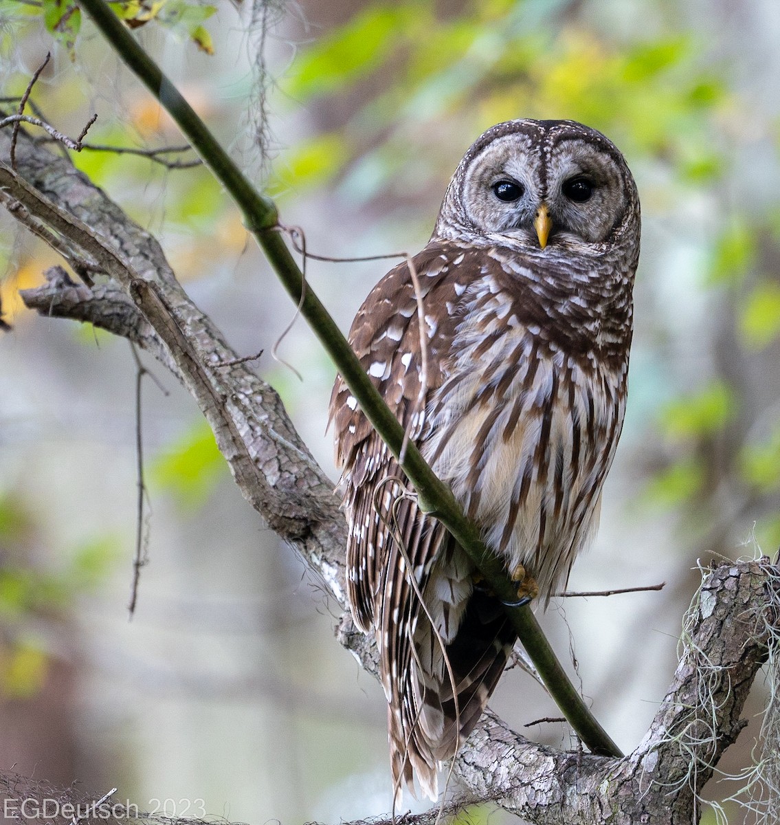 Barred Owl - Earline Gilley
