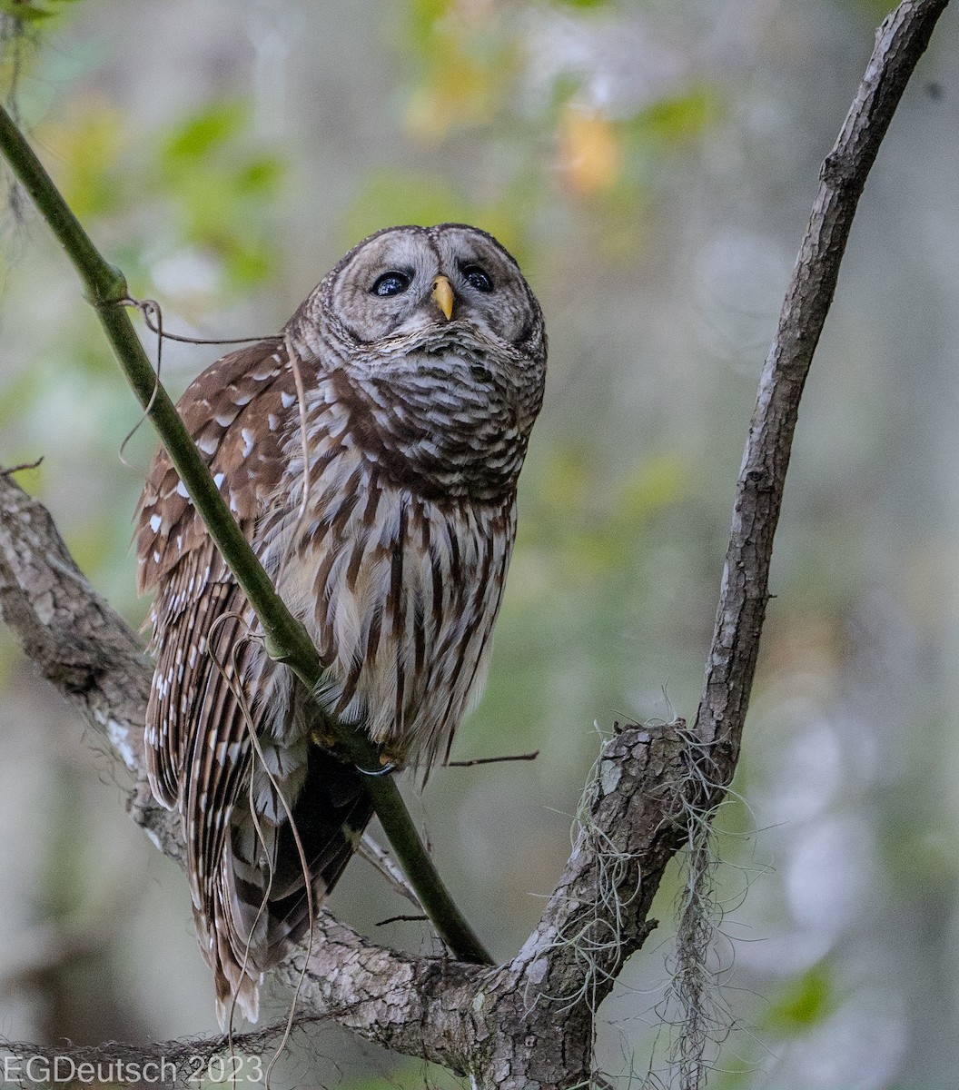 Barred Owl - ML612852428