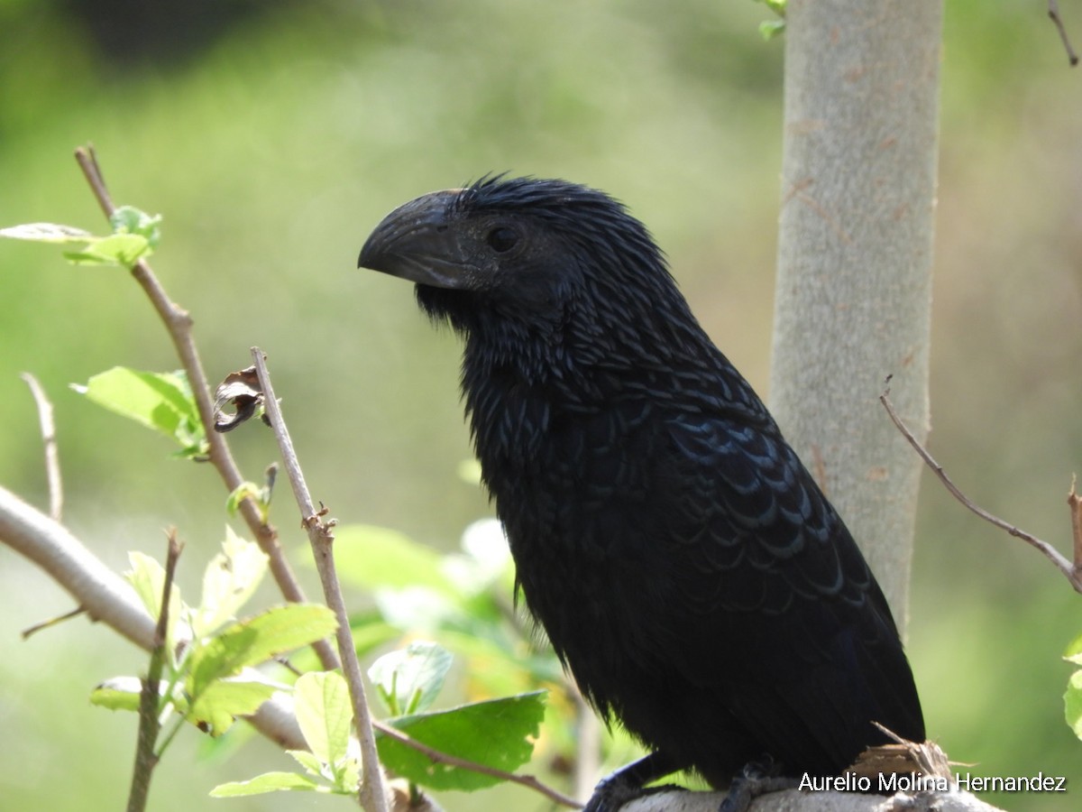 Groove-billed Ani - ML612852430