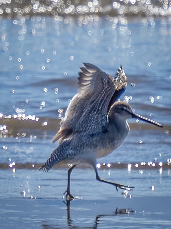 Short-billed Dowitcher - ML612852436