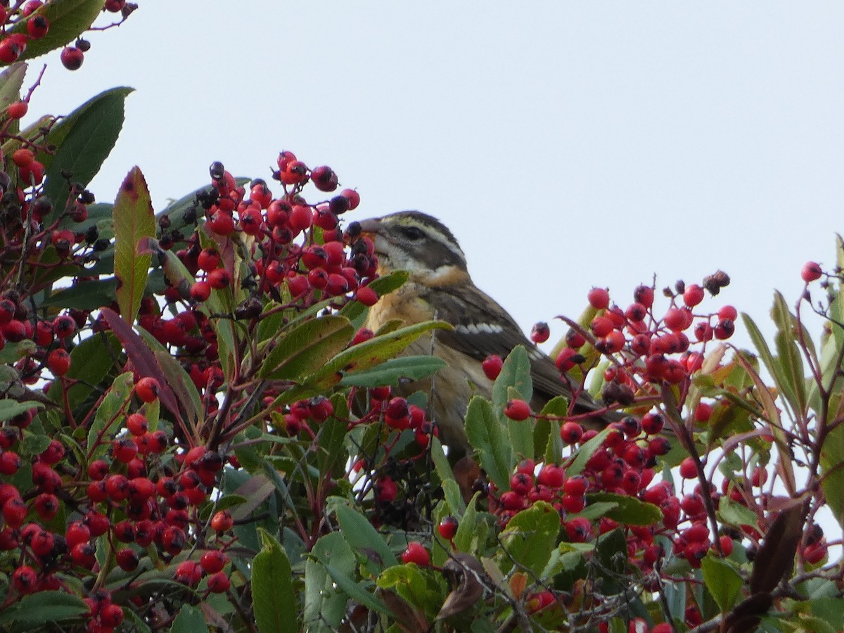 Black-headed Grosbeak - ML612852494