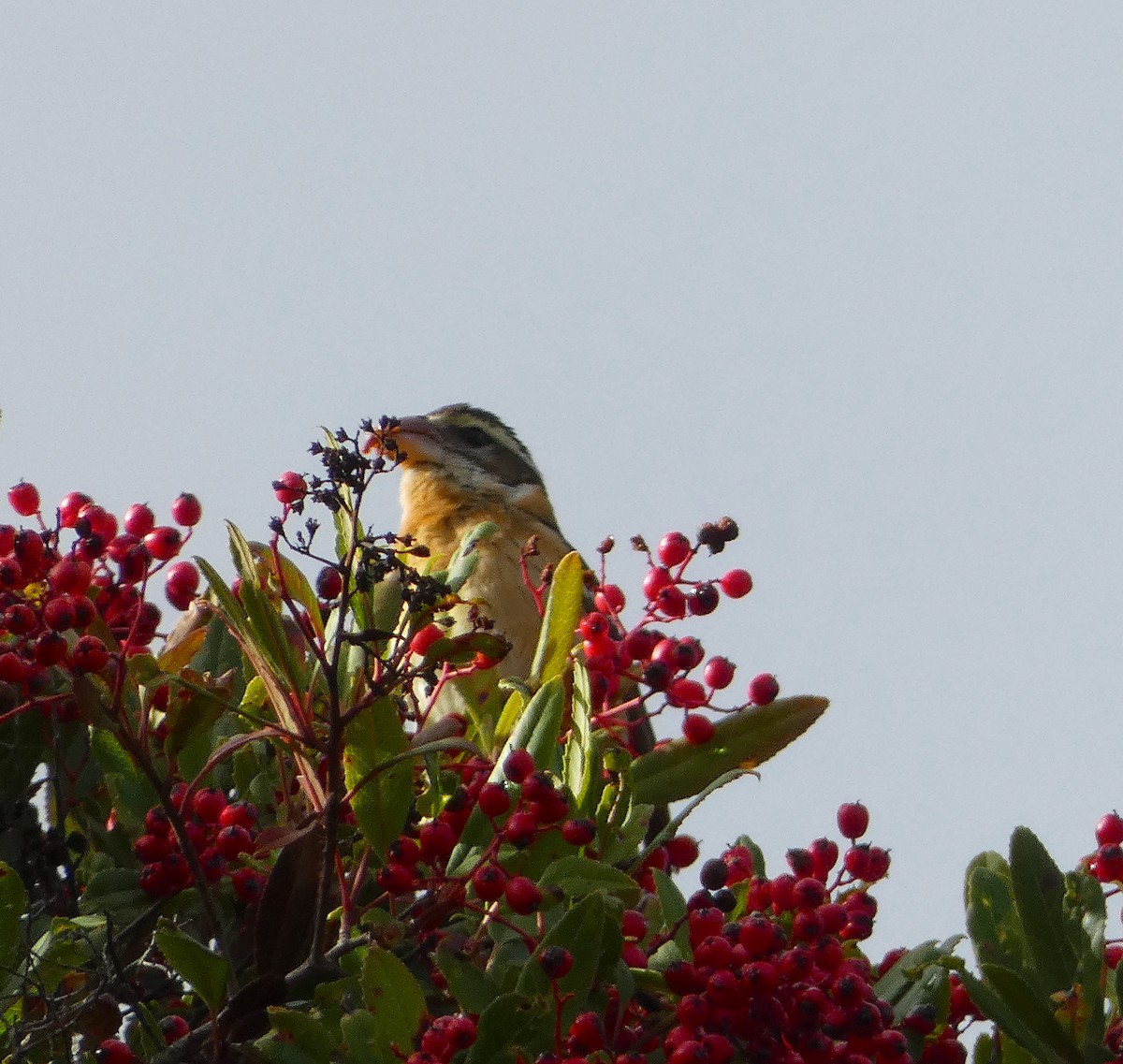 Black-headed Grosbeak - ML612852504