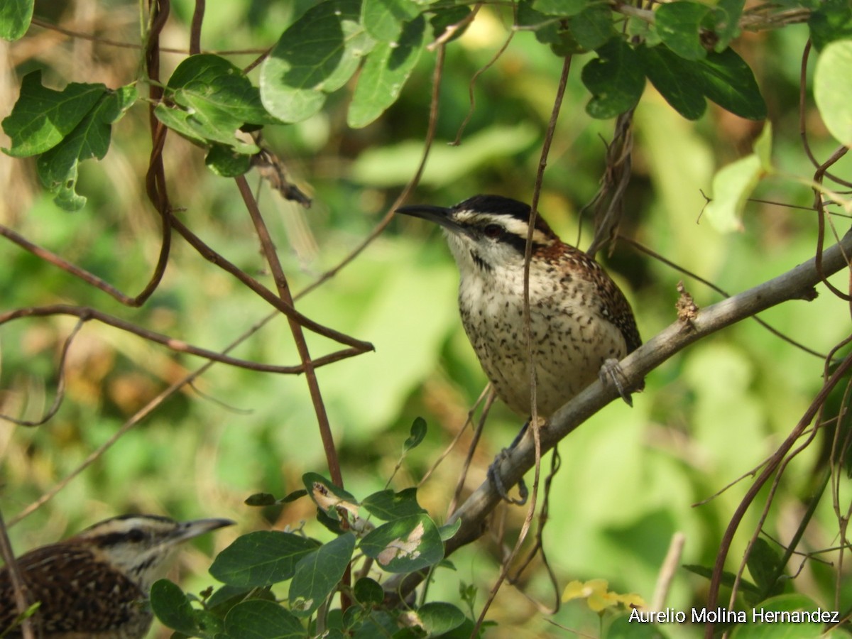 Rufous-naped Wren (Veracruz) - Aurelio Molina Hernández