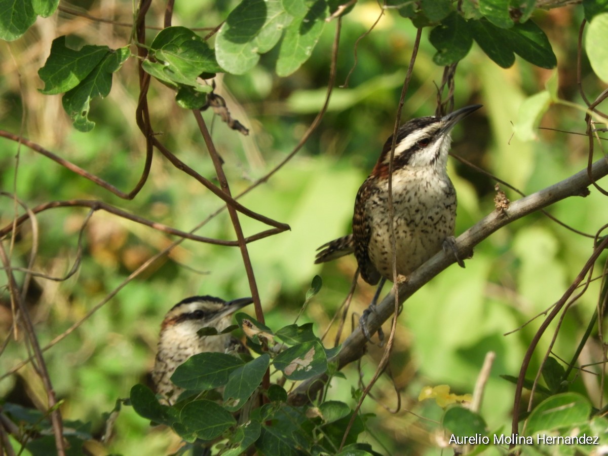 Rufous-naped Wren (Veracruz) - ML612852537