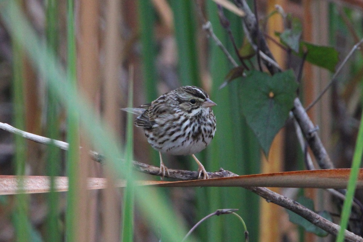 Savannah Sparrow - Lawrence Gardenhire