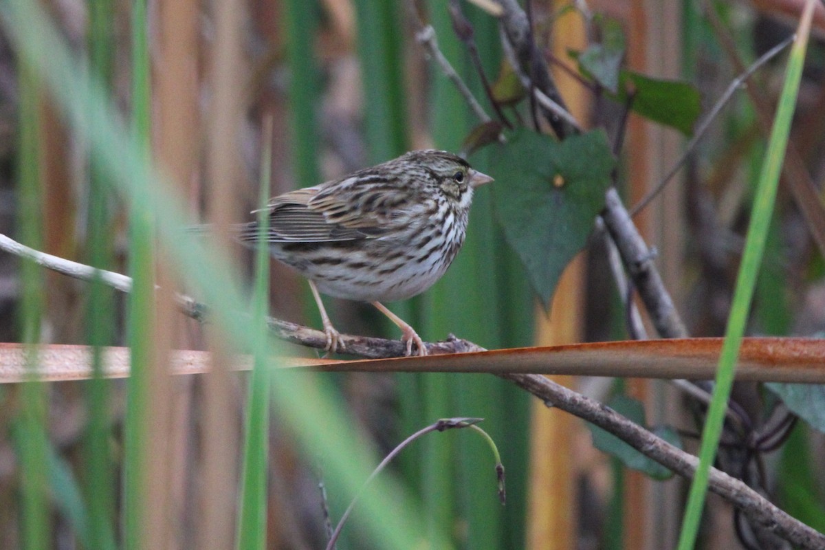 Savannah Sparrow - ML612852626