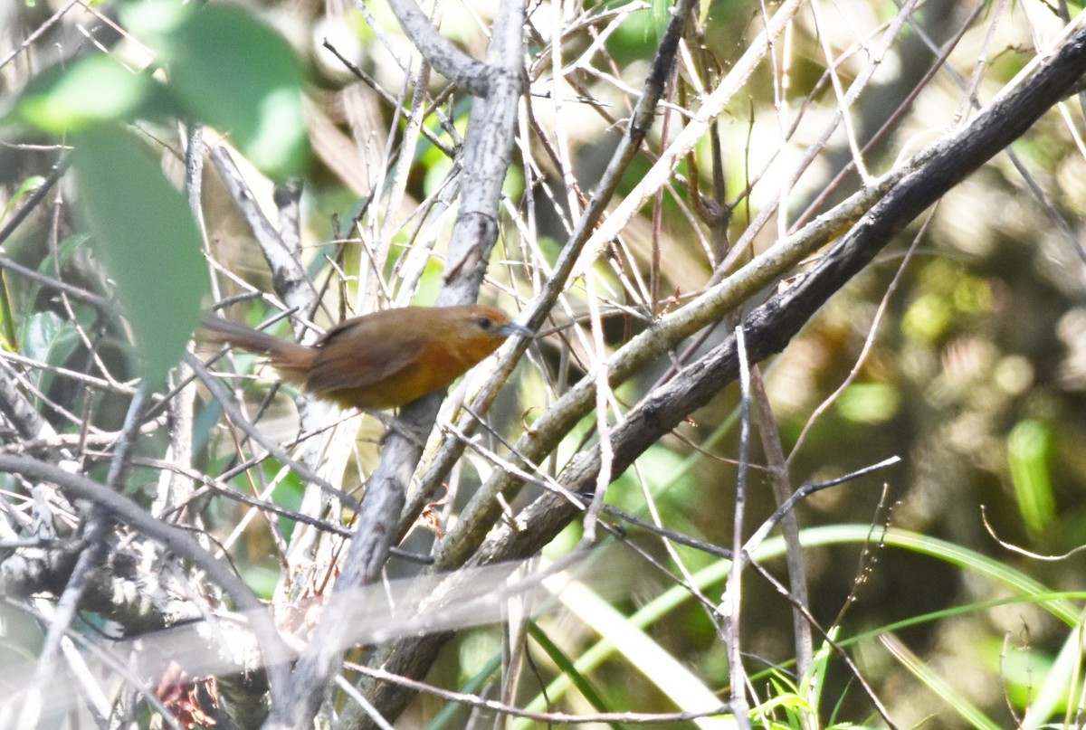 Orange-breasted Thornbird - Gabriel Martínez 🦉