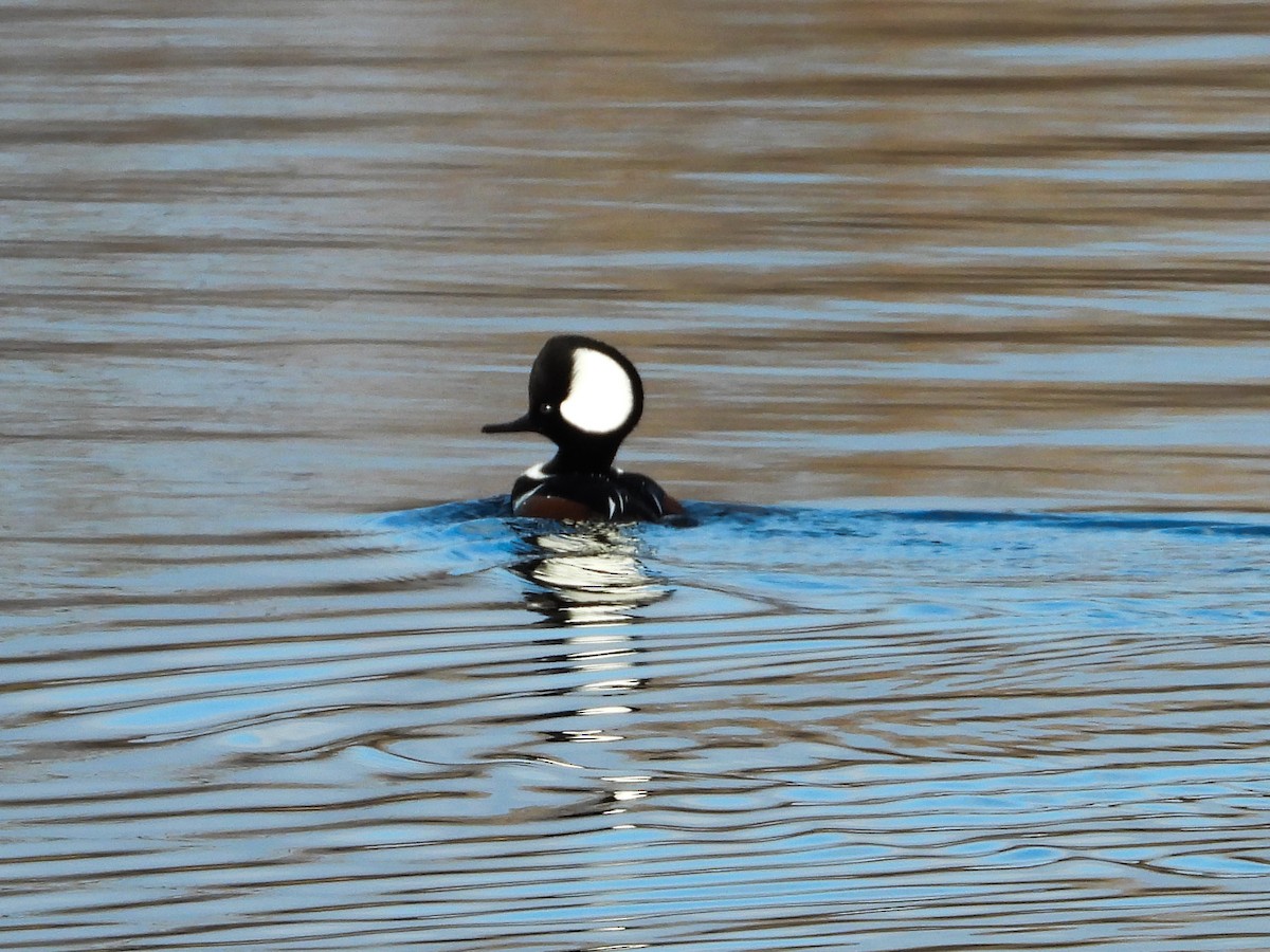 Hooded Merganser - ML612852689